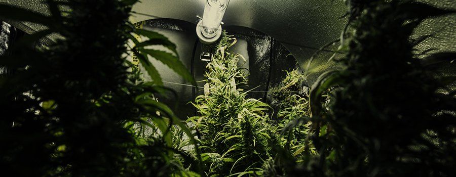 1-cannabis-plant-training-mistakes.jpg