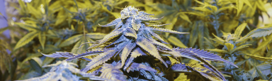 amino-acids-and-cannabis-growing-cultivation.png
