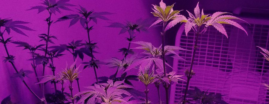 bad-defoliation-over-defoliation-cannabis-plant.jpg