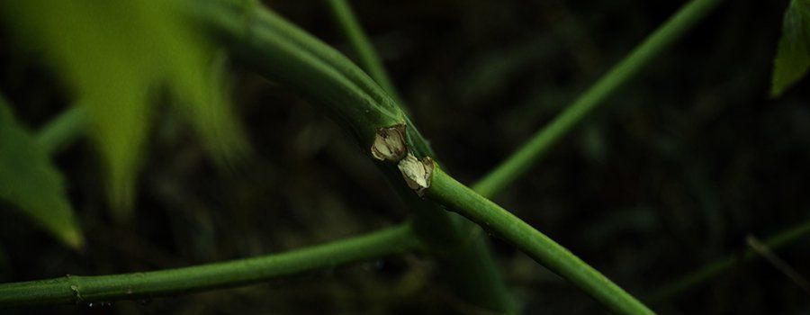 branch-snapped-training-cannabis-plant.jpg