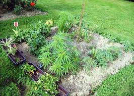 cannabis-companion-planting.jpeg