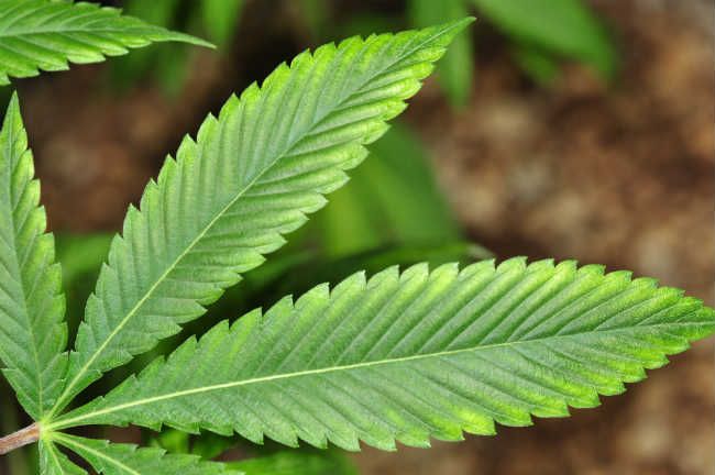 cannabis-plant-growing-magnesium-deficiency-yellow-leaves.jpg