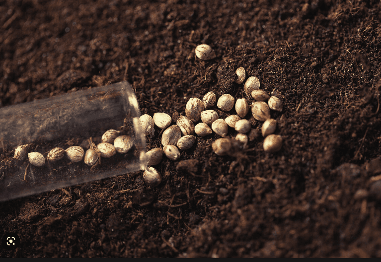 cannabis-seeds-forum.PNG
