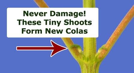defoliate-dont-remove-these-sm.jpg