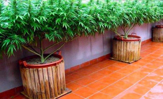 growing-cannabis-on-roof-terrace-outdoors.jpg