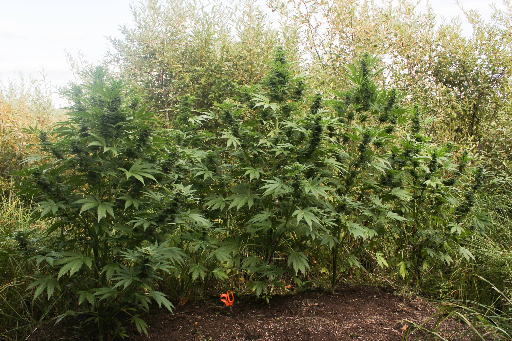 guerilla-growing-cannabis-outdoors-weed-cannabis.jpg