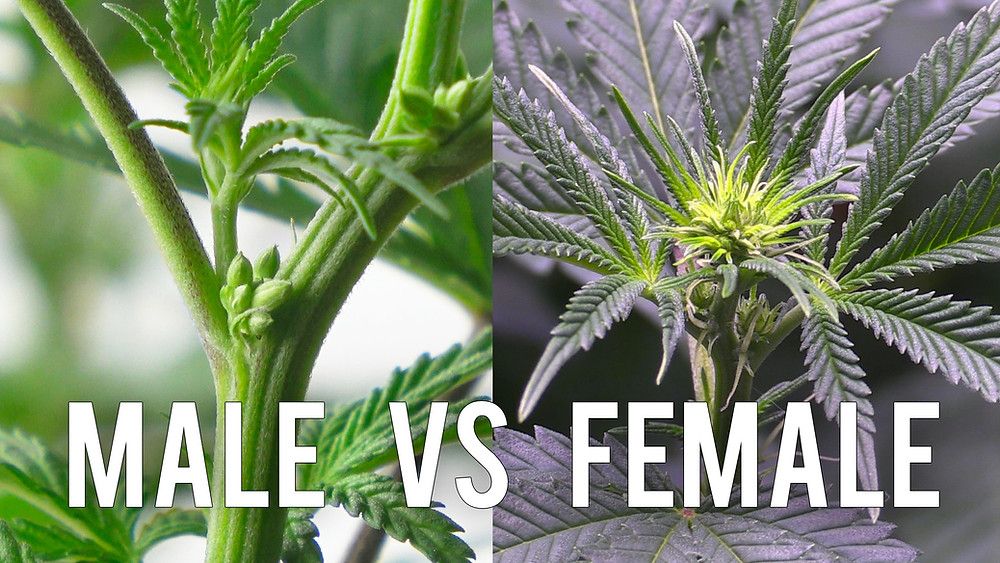 identifying-male-and-females-cannabis-plants-sexing-cannabis-preflowers.jpg
