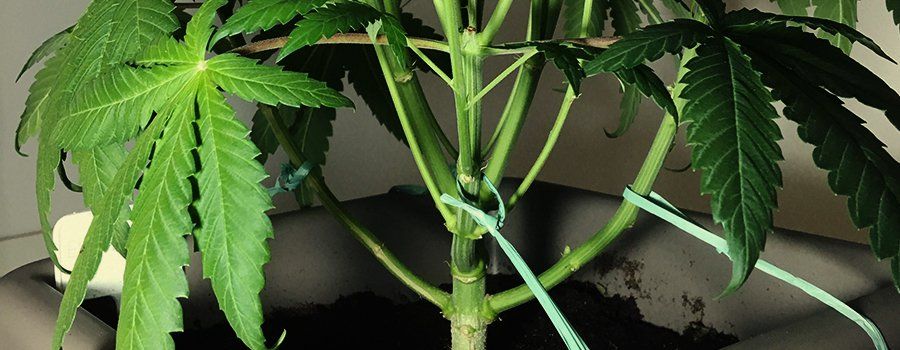 lst-mistakes-cannabis-lst-tutorial.jpg