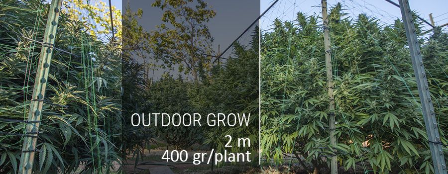 outdoor-grow-picture-cannabis-high-yield.jpg