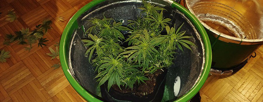 space-bucket-weed-grow-pics.jpg