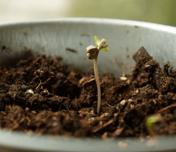 tips-for-germinating-old-cannabis-seeds.PNG