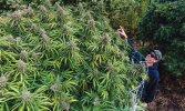 large-outdoor-cannabis-plants.jpg