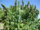 hollands-hope-outdoor-cannabis-grow.JPG