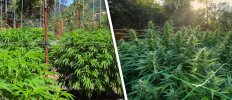 outdoor-cannabis-grow-guide.jpg