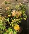 Trainwreck 7-27-21 (2).JPG Trainwreck 7-27-21 (2).JPG