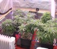 Dec 12 crop at flip 2.JPG