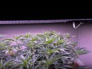 IMG_3471.jpeg