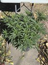 IMG_3287.jpeg
