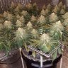 Scrogging Tutorial – Learn How To Scrog In 5 Easy Steps