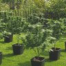 Sustainable Cannabis Growing