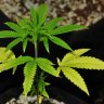 Yellow Leaves on Cannabis Plants - How to Remedy