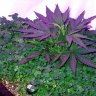 Why use Green Manure / Living Mulch in your Organic Garden