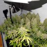 Coco Coir Growing Basics