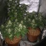 Growing Cannabis with Coco