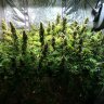 Grow Hack: Get Better Flavors With Indoor No-Till Cannabis Gardening