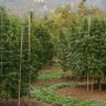 How to Grow Great Cannabis with Recycled Organic Living Soil