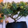 How to LST (Low Stress Training)