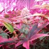 When to Harvest Cannabis (for highest potency)
