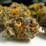 Growing Organic Cannabis for Maximum Flavor