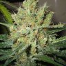 Quick Guide to Revegging Cannabis