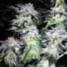 The Definitive Guide To Growing Organic Marijuana