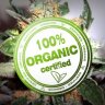 How To Grow Marijuana: The Ultimate Organic Guide