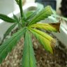 HOW TO PREVENT AND TREAT DRY AND CRISPY CANNABIS LEAVES
