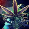 How To Grow Organic Weed: A Step-by-Step Guide