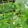 SCROG Tutorial