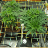 Scrogging For Beginners