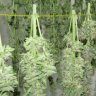 How To Harvest Cannabis For Best Results