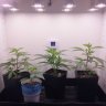 How To Grow Weed On A Budget