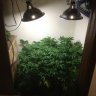 Closet Cannabis Growing Guide