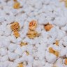 Perlite and Cannabis Growing