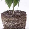HEALTHY ROOTS FOR HEALTHY CANNABIS PLANTS
