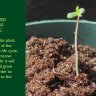 How to deal with tall, stretchy cannabis seedlings