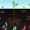 Why Soil Microbes are Vital in your cannabis garden