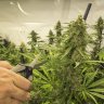Guide to Harvesting Cannabis