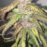 Cannabis Breeding Basics