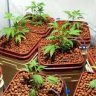 Basic Hydroponic Systems and How They Work
